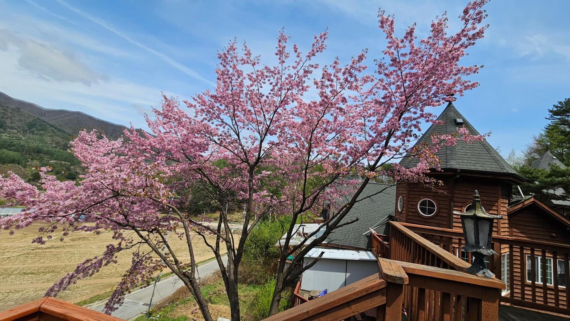 Elf Resort Hotel Pyeongchang Exterior foto